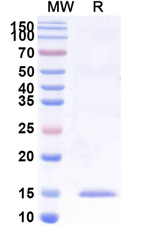 Castor bean Ricin Nanobody Antibody