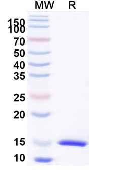 Castor bean Ricin Nanobody Antibody