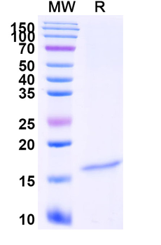 Castor bean Ricin Nanobody Antibody