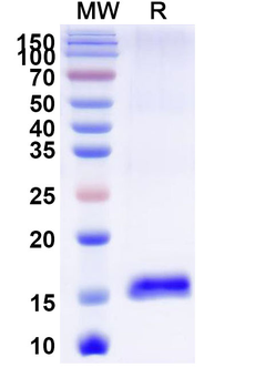 Castor bean Ricin Nanobody Antibody