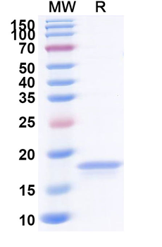 Castor bean Ricin Nanobody Antibody