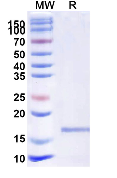 Castor bean Ricin Nanobody Antibody