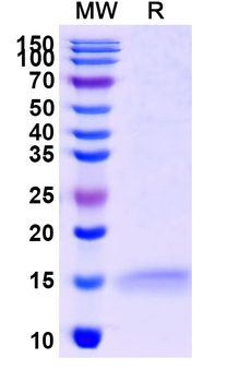 Castor bean Ricin Nanobody Antibody