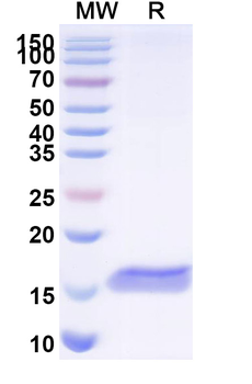 Castor bean Ricin Nanobody Antibody