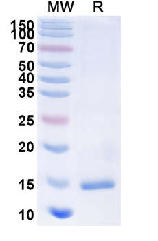 Castor bean Ricin Nanobody Antibody