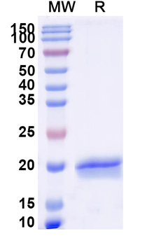 Castor bean Ricin Nanobody Antibody