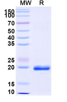 Castor bean Ricin Nanobody Antibody