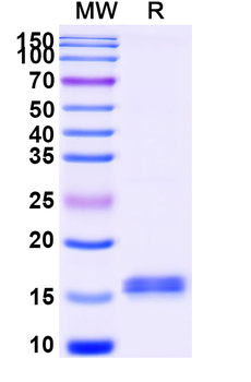 Castor bean Ricin Nanobody Antibody