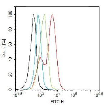 14-3-3 zeta+delta Rabbit Polyclonal Antibody