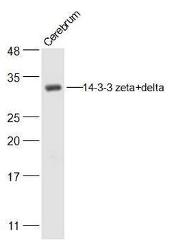 14-3-3 zeta+delta Rabbit Polyclonal Antibody