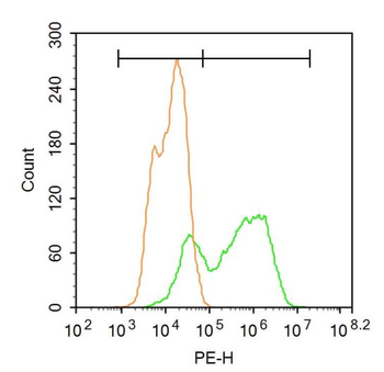 PTPN13 Rabbit Polyclonal Antibody
