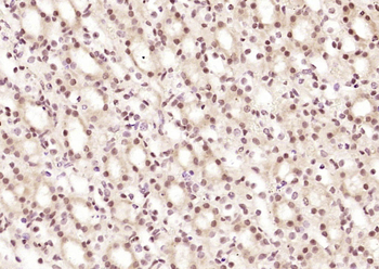 RBBP4 Rabbit Polyclonal Antibody