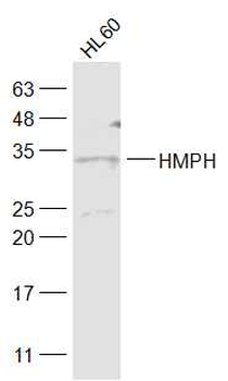 HMPH Rabbit Polyclonal Antibody