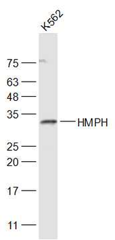 HMPH Rabbit Polyclonal Antibody