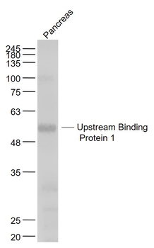 Upstream Binding Protein 1 Rabbit Polyclonal Antibody