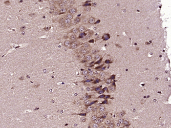 SPON1 Rabbit Polyclonal Antibody