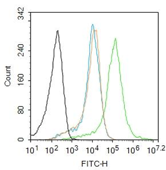 ERN2 Rabbit Polyclonal Antibody