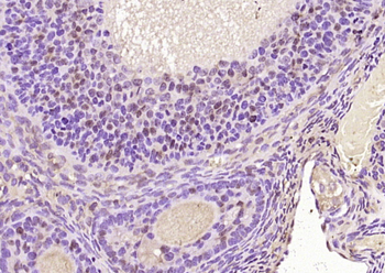 FAM107A Rabbit Polyclonal Antibody