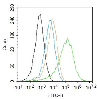 Myosin VIIa Rabbit Polyclonal Antibody