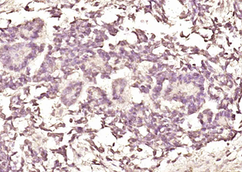 NUDC Rabbit Polyclonal Antibody
