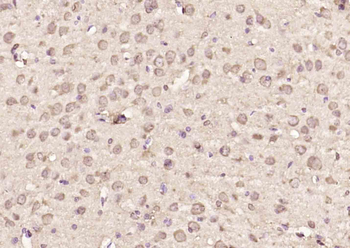 NUDC Rabbit Polyclonal Antibody