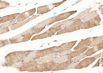 RERG Rabbit Polyclonal Antibody