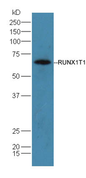 RUNX1T1 Rabbit Polyclonal Antibody