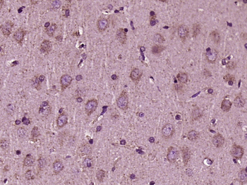 PCMT1 Rabbit Polyclonal Antibody