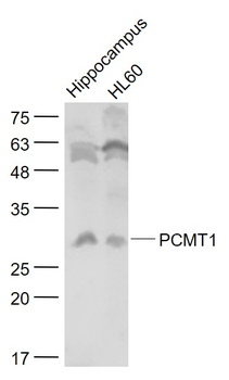 PCMT1 Rabbit Polyclonal Antibody