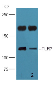 TLR7 Rabbit Polyclonal Antibody