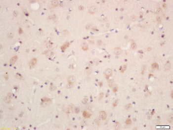 Neurotensin Rabbit Polyclonal Antibody
