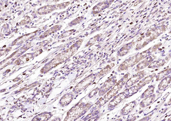Calpastatin Rabbit Polyclonal Antibody