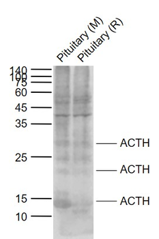ACTH (7-23) Rabbit Polyclonal Antibody