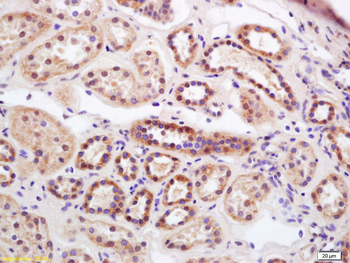 Serine carboxypeptidase 1 Rabbit Polyclonal Antibody