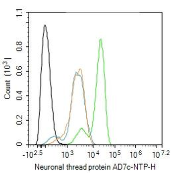 Neuronal thread protein AD7c-NTP Rabbit Polyclonal Antibody