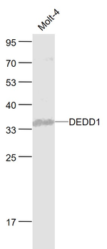 DEDD1 Rabbit Polyclonal Antibody