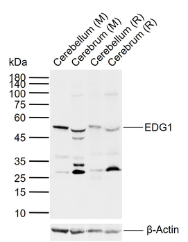EDG1 Rabbit Polyclonal Antibody