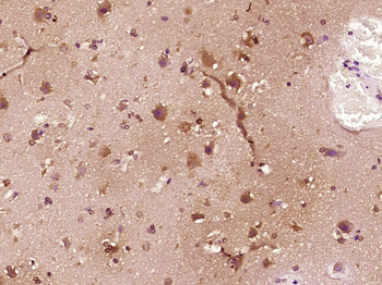 FAM3C Rabbit Polyclonal Antibody