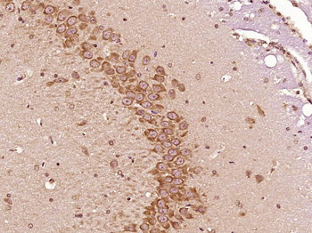 FAM3C Rabbit Polyclonal Antibody