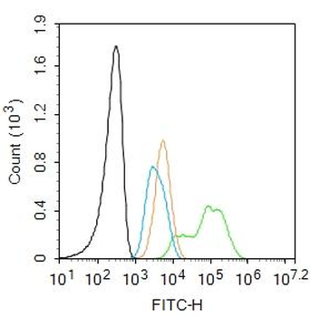 UBE2V1 Rabbit Polyclonal Antibody