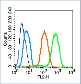Neuroligin 1 Rabbit Polyclonal Antibody