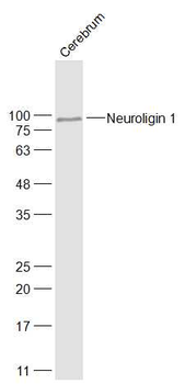 Neuroligin 1 Rabbit Polyclonal Antibody