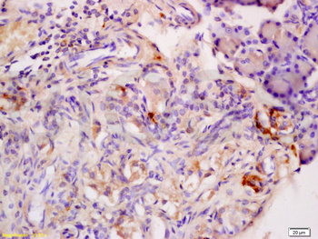 Adiponectin receptor 2 Rabbit Polyclonal Antibody