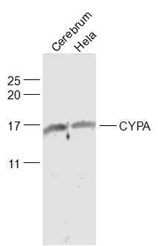 CYPA Rabbit Polyclonal Antibody
