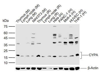 CYPA Rabbit Polyclonal Antibody