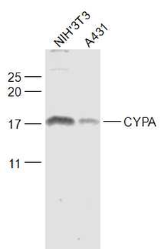 CYPA Rabbit Polyclonal Antibody