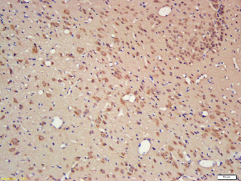CYPA Rabbit Polyclonal Antibody