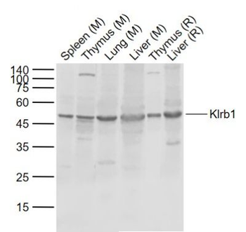 Klrb1c Rabbit Polyclonal Antibody