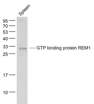 GTP binding protein REM1 Rabbit Polyclonal Antibody