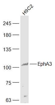 EphA3 Rabbit Polyclonal Antibody